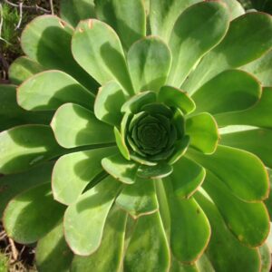 FREUDE – Von der Kunst „Danke“ zu empfinden