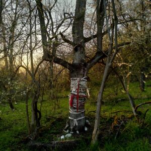 Von Menschen und Bäumen