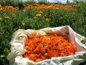 Calendula_x