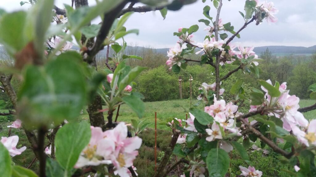 apfelblüte