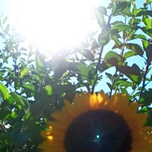Vater Sonne